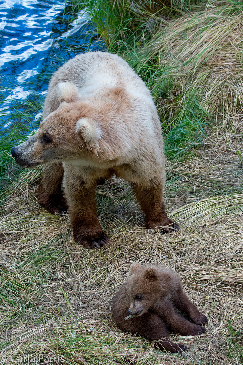 Grazer (128) & cubs