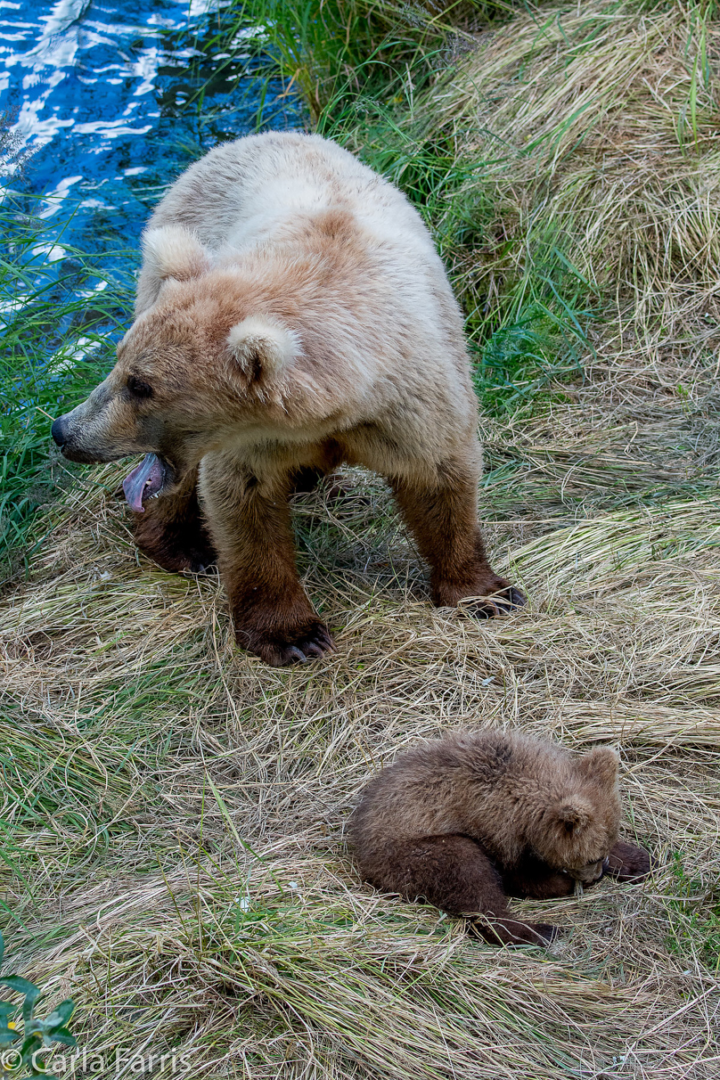 Grazer (128) & cubs