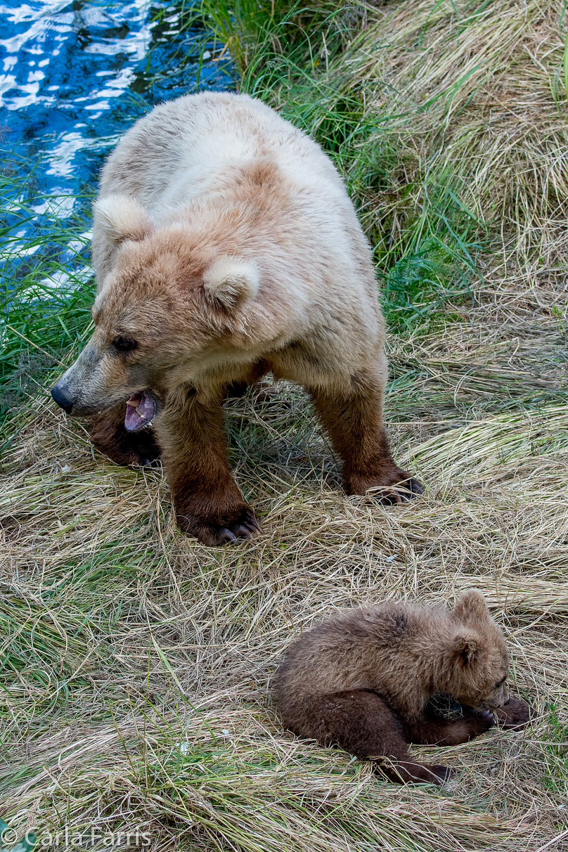 Grazer (128) & cubs