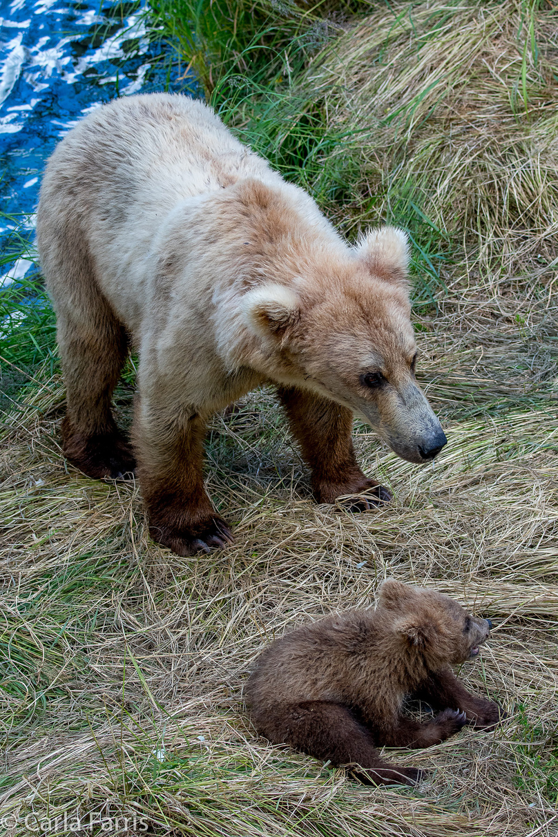 Grazer (128) & cubs