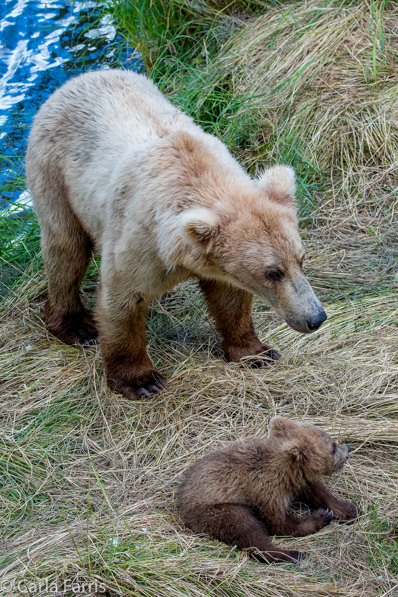 Grazer (128) & cubs