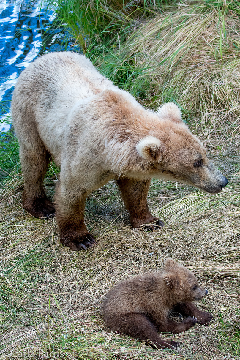 Grazer (128) & cubs