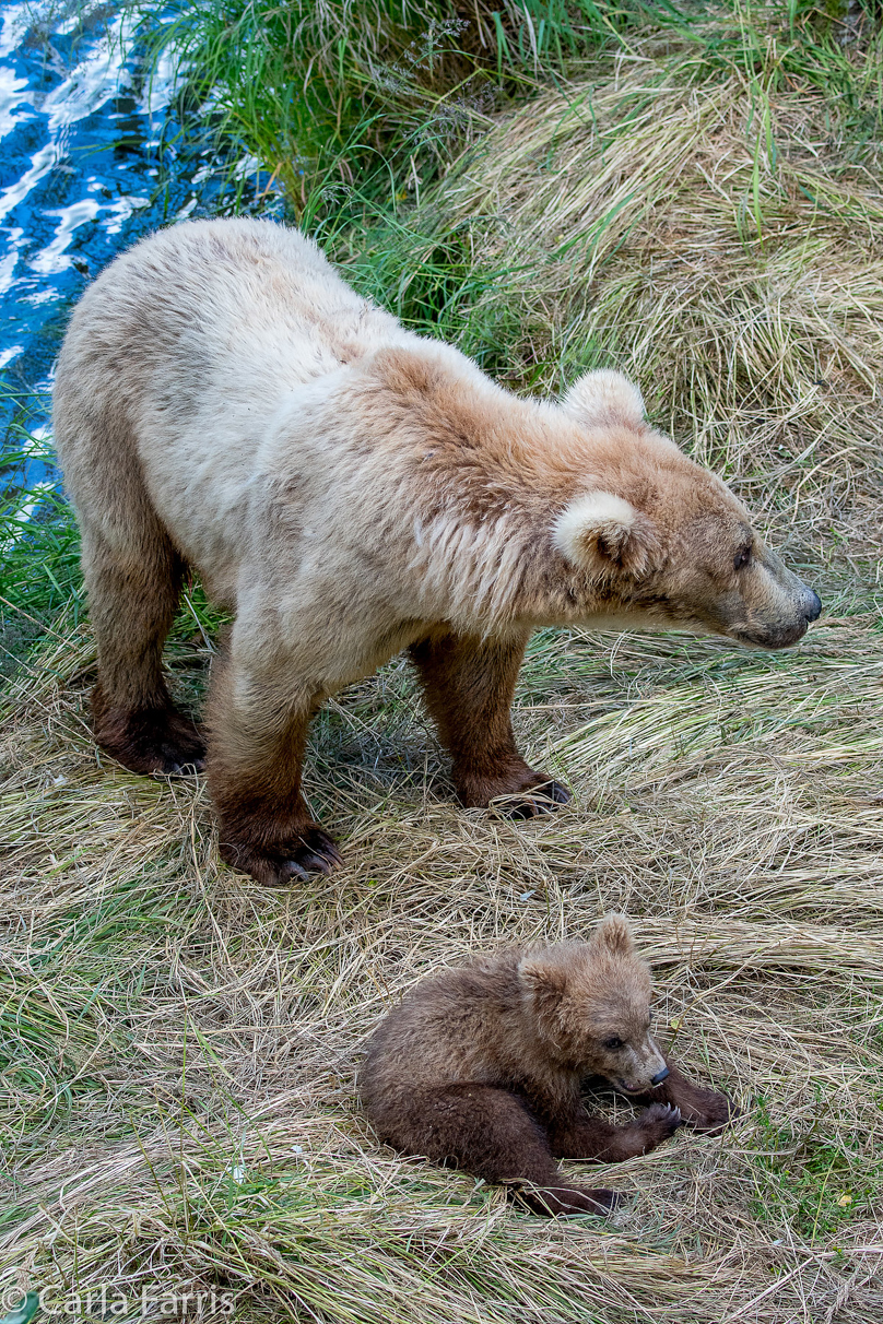 Grazer (128) & cubs