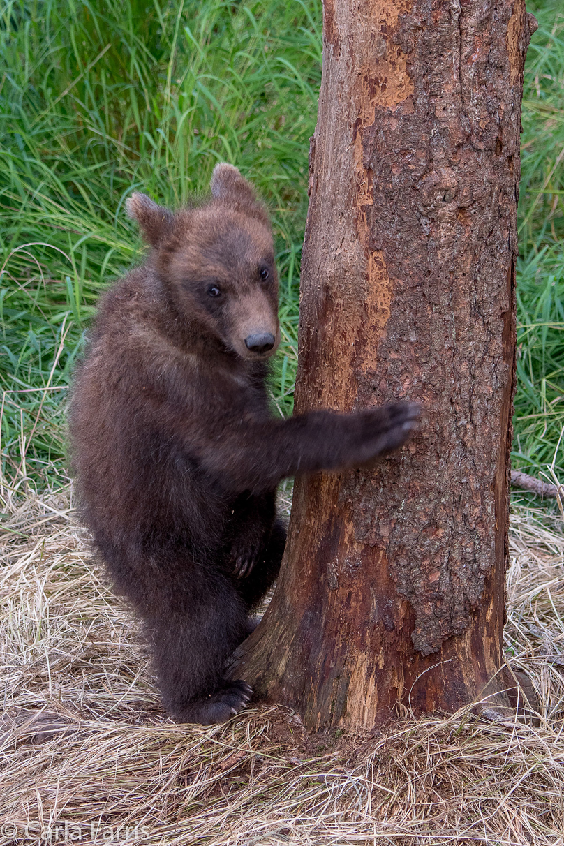 Grazer (128) cub(s)