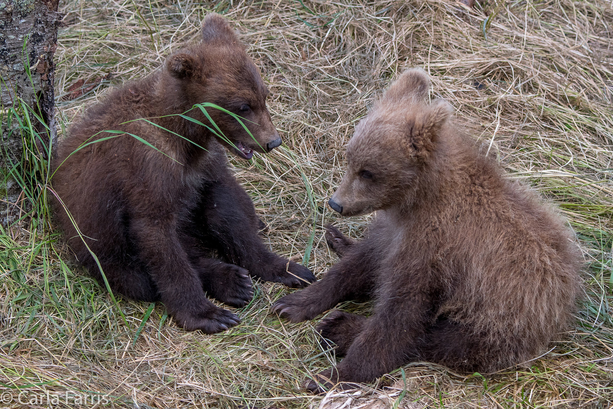 Grazer (128) cub(s)