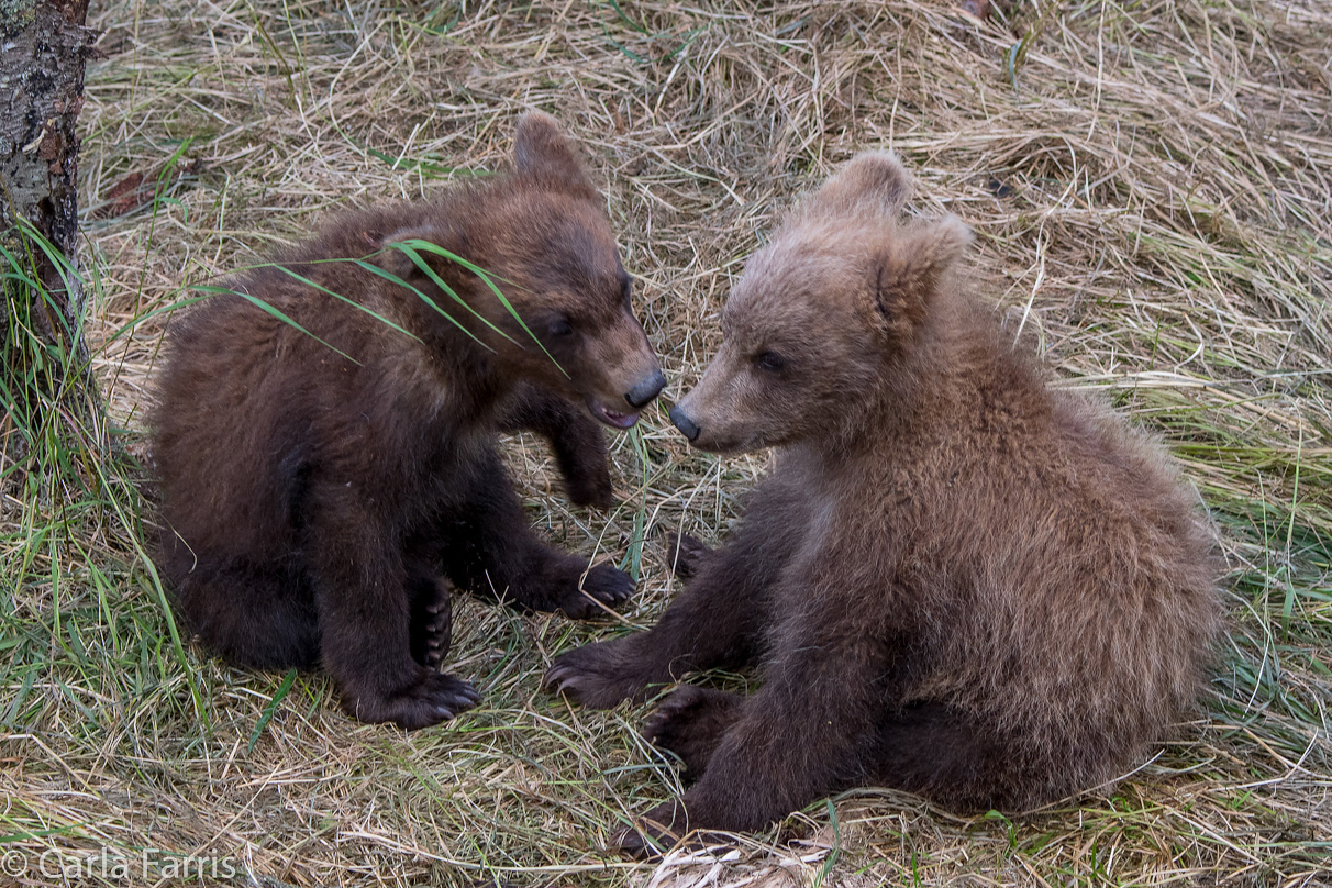 Grazer (128) cub(s)