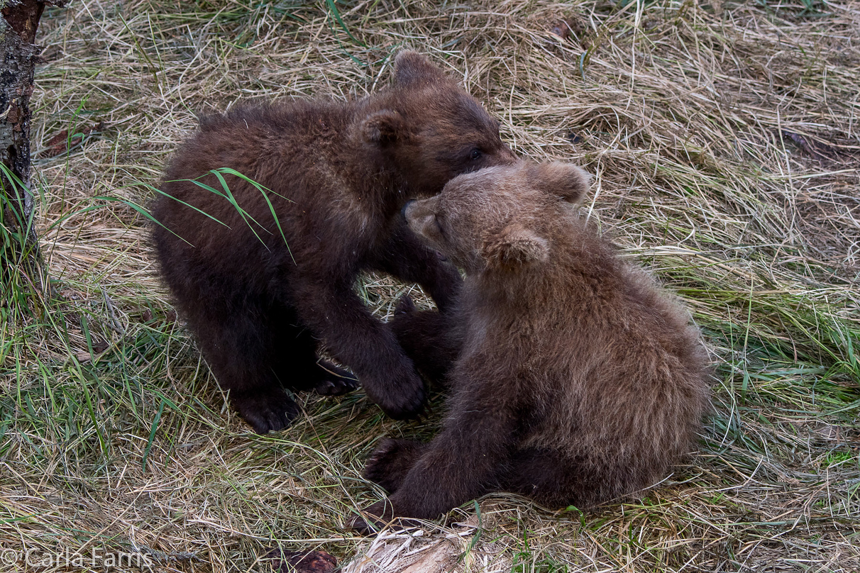 Grazer (128) cub(s)