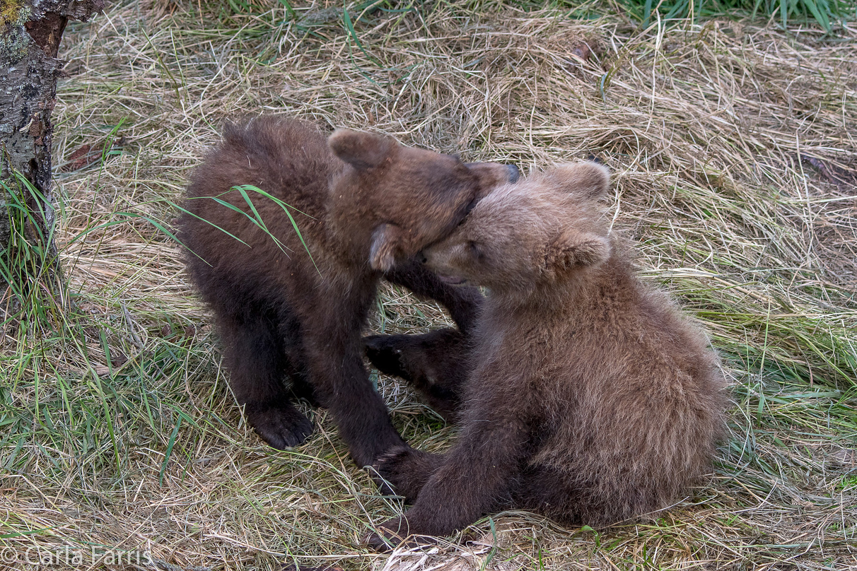 Grazer (128) cub(s)