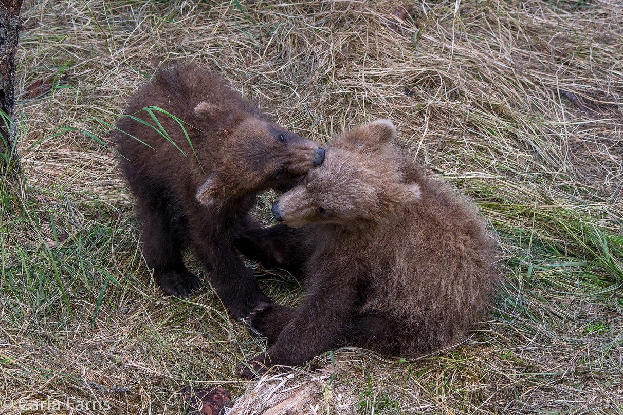 Grazer (128) cub(s)