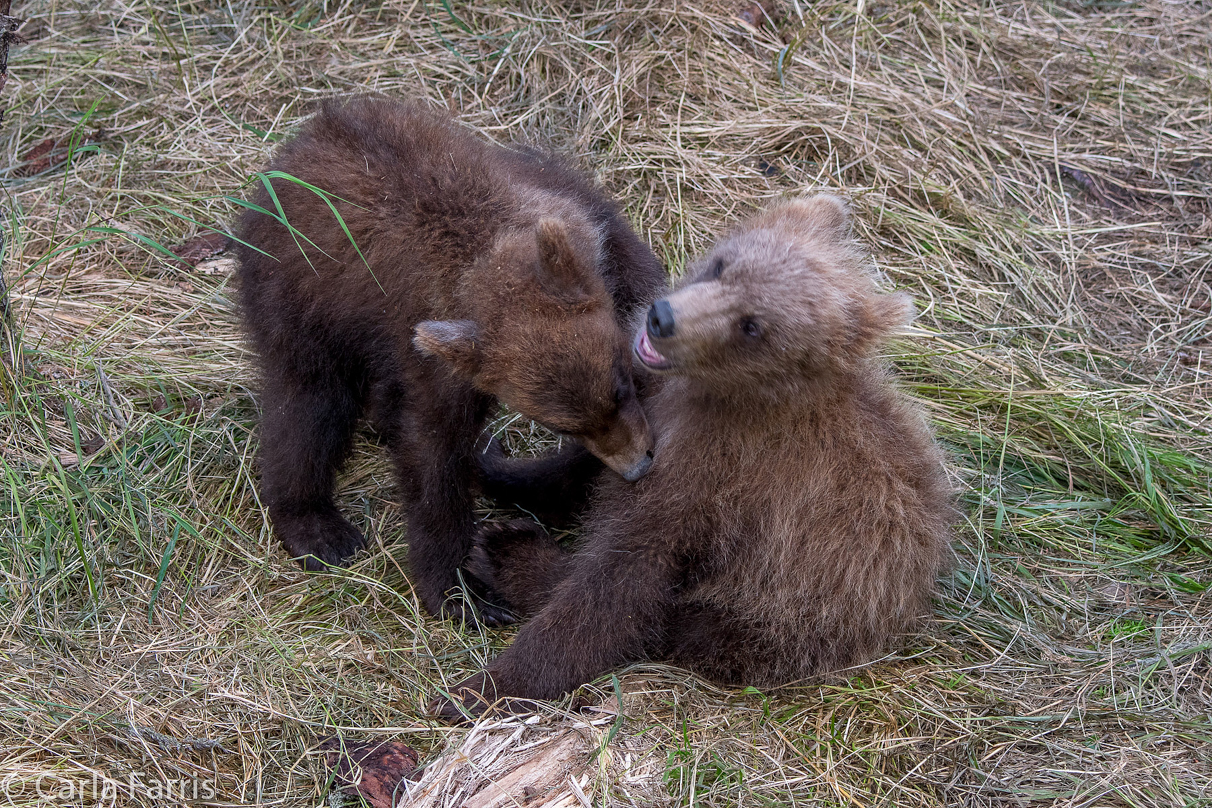 Grazer (128) cub(s)