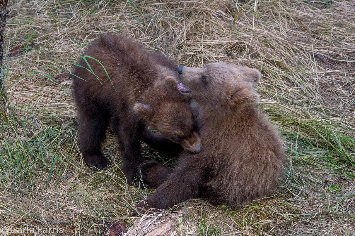 Grazer (128) cub(s)