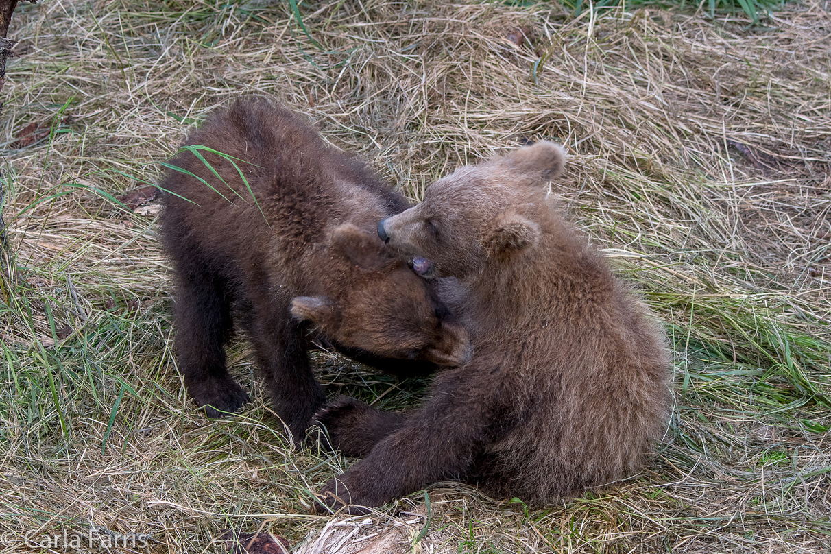 Grazer (128) cub(s)