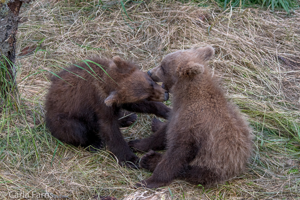 Grazer (128) cub(s)