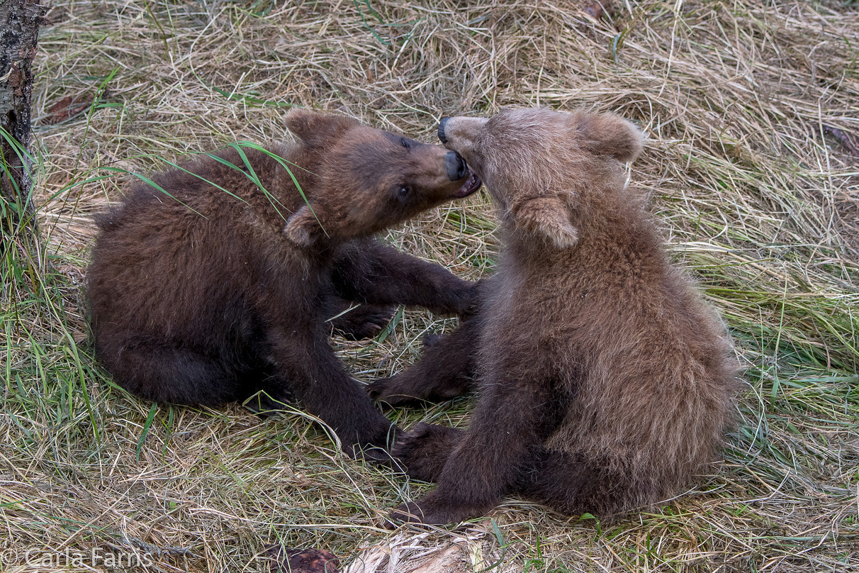 Grazer (128) cub(s)