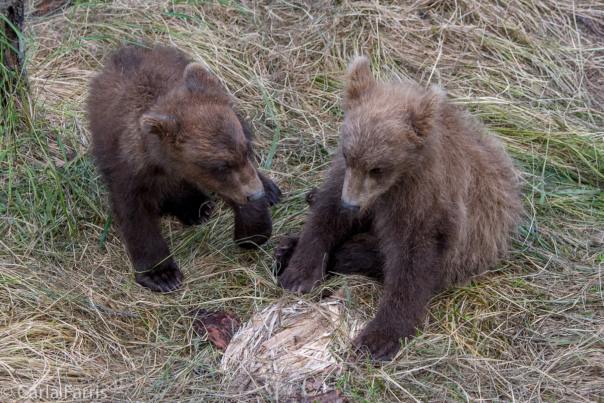 Grazer (128) cub(s)