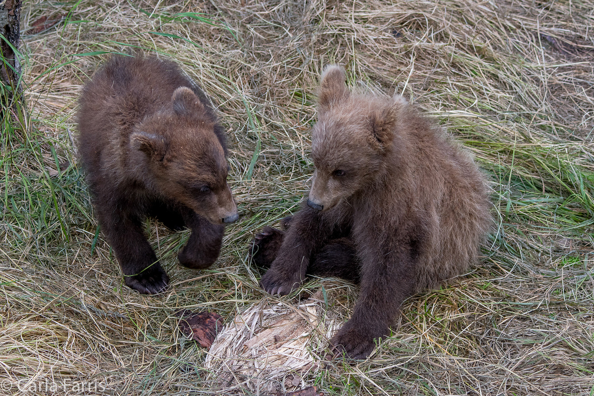 Grazer (128) cub(s)