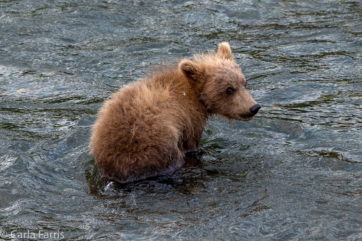 Grazer (128) cub(s)