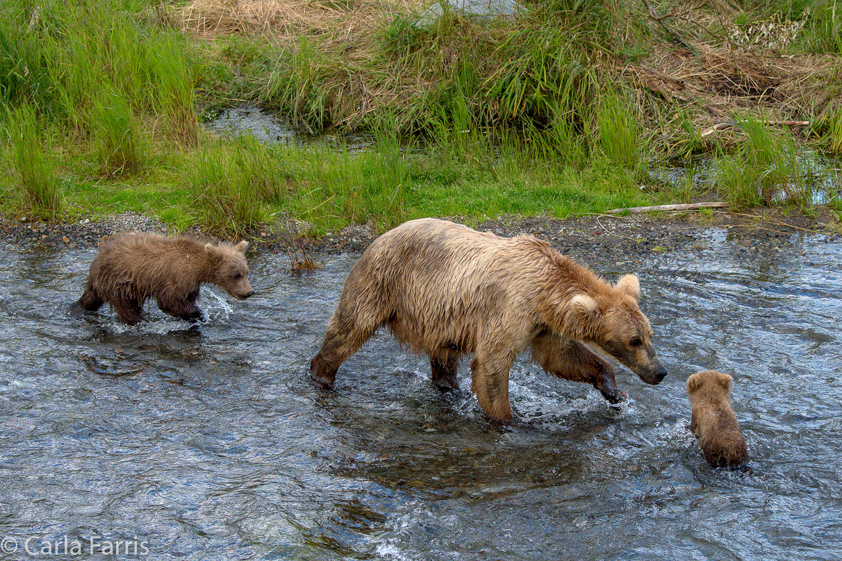 Grazer (128) & cubs