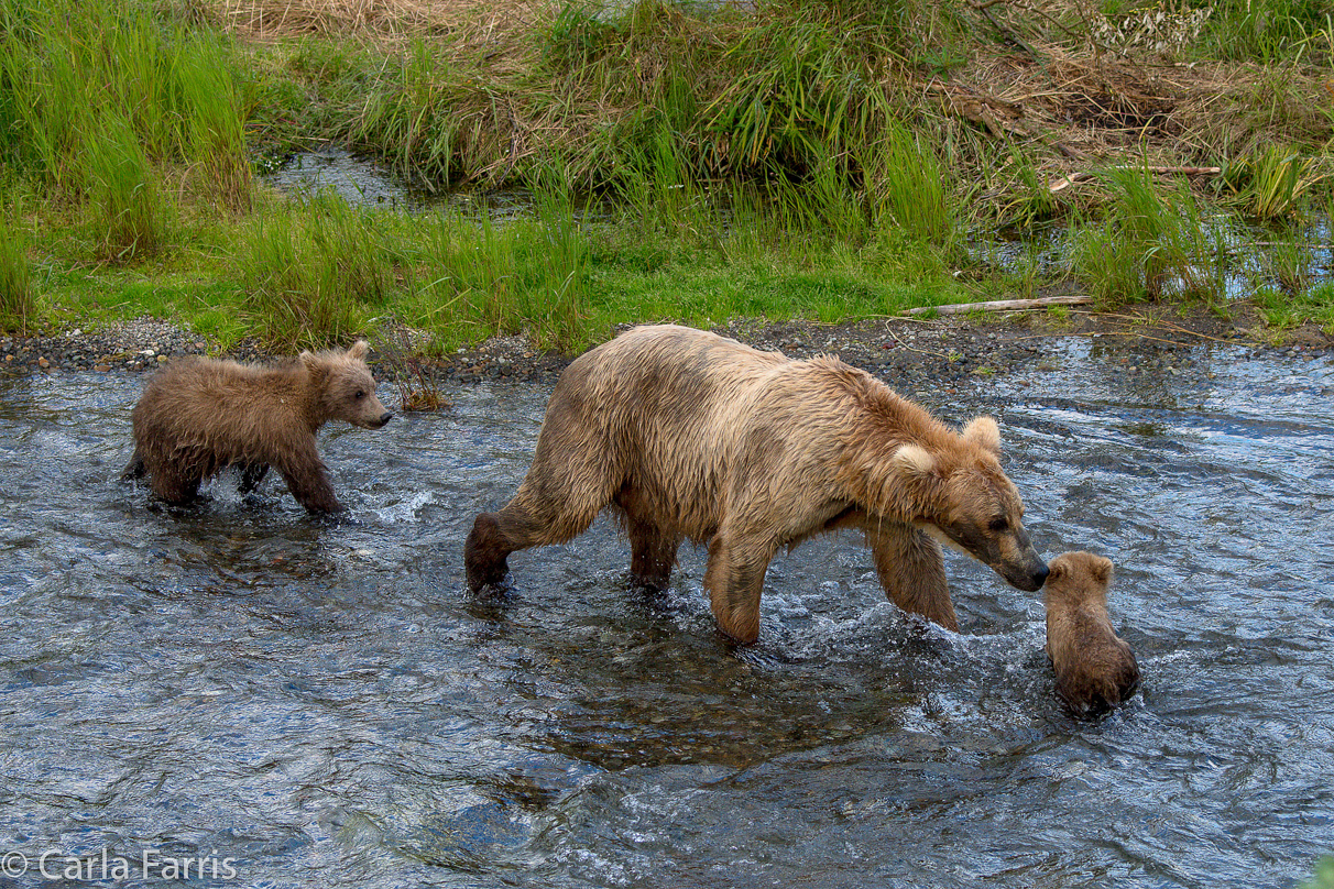 Grazer (128) & cubs