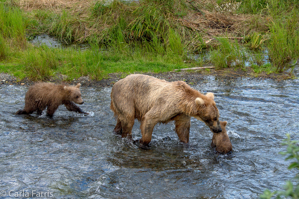 Grazer (128) & cubs