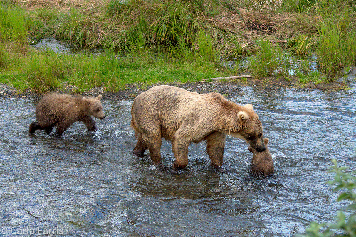 Grazer (128) & cubs