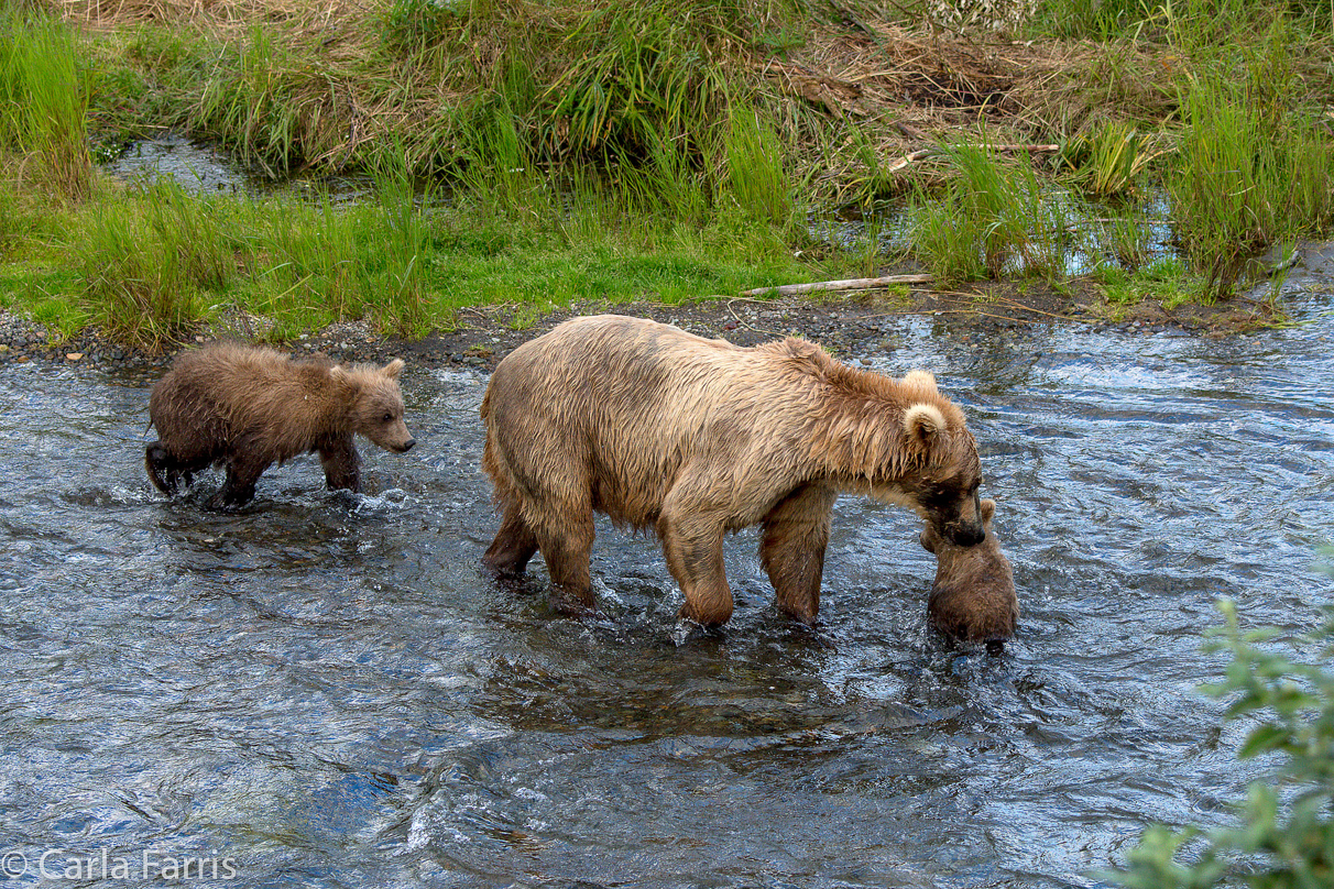 Grazer (128) & cubs