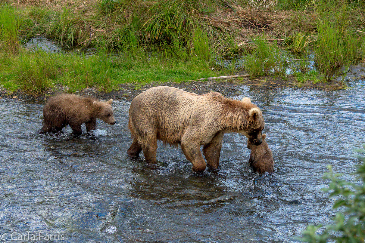 Grazer (128) & cubs