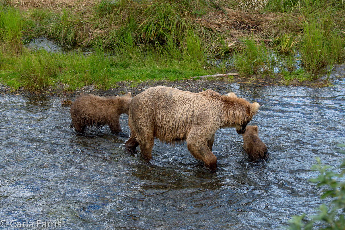 Grazer (128) & cubs