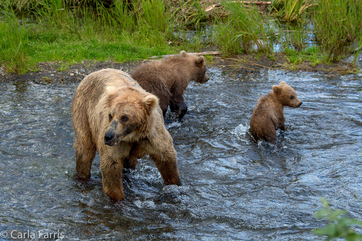 Grazer (128) & cubs