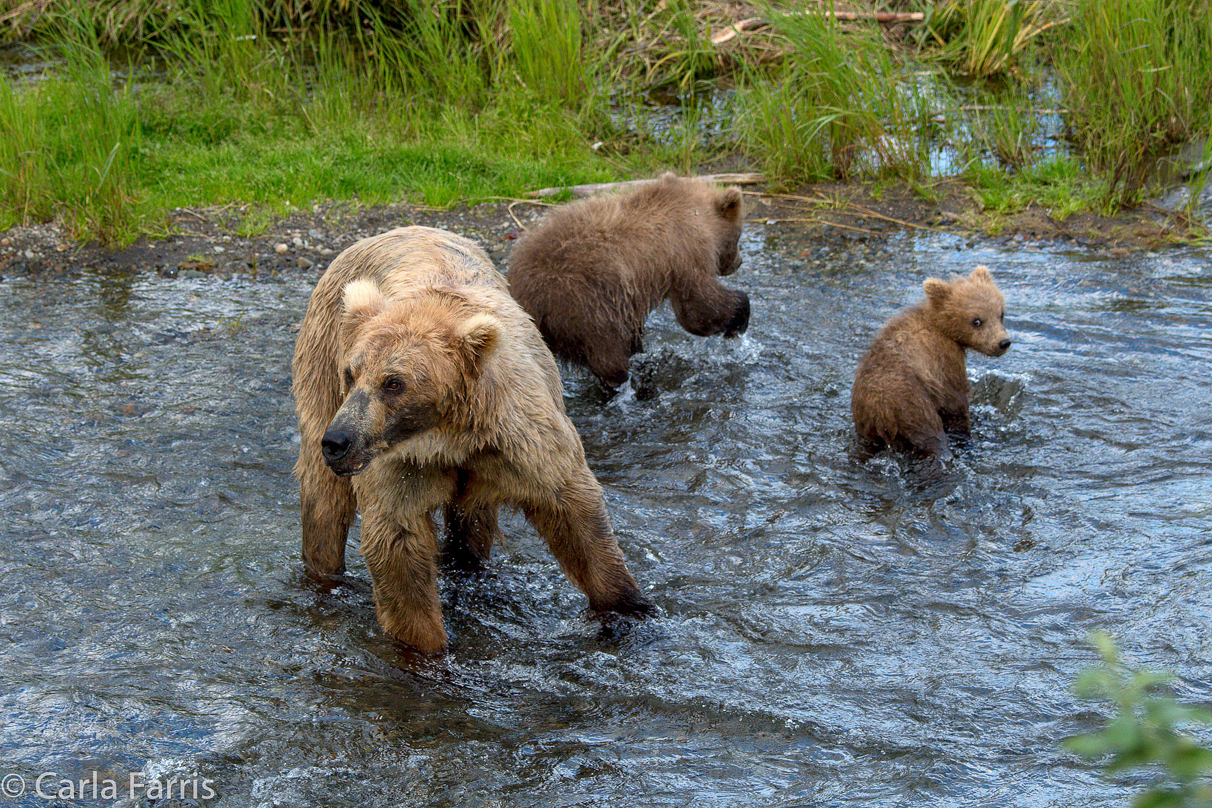 Grazer (128) & cubs