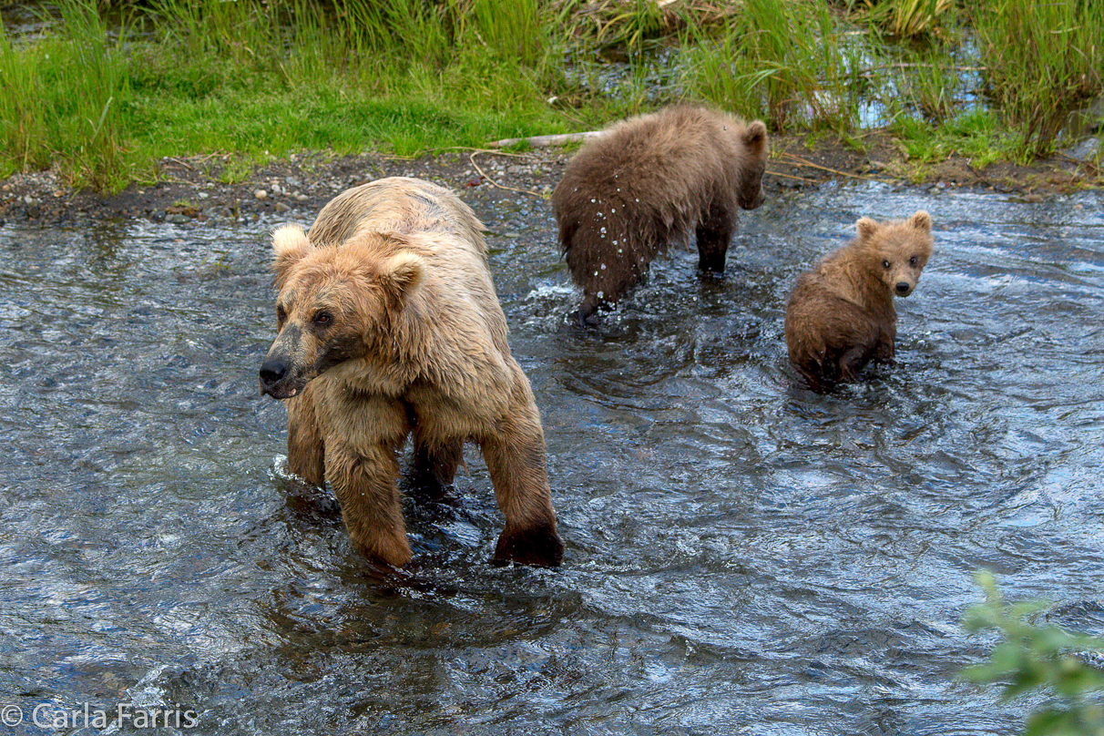 Grazer (128) & cubs