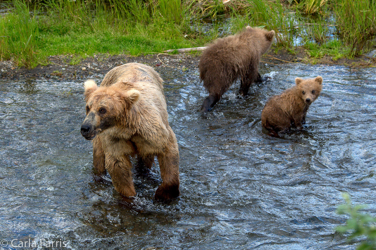 Grazer (128) & cubs