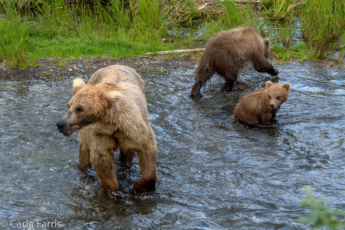 Grazer (128) & cubs