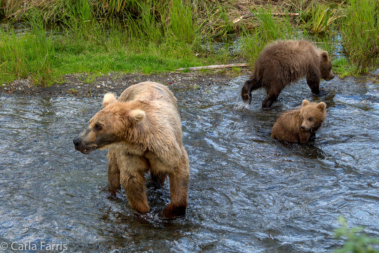 Grazer (128) & cubs