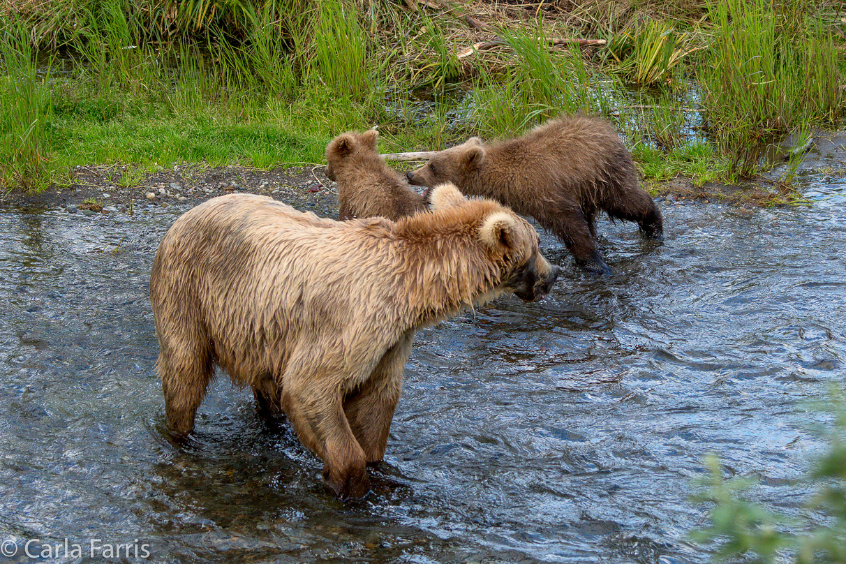 Grazer (128) & cubs