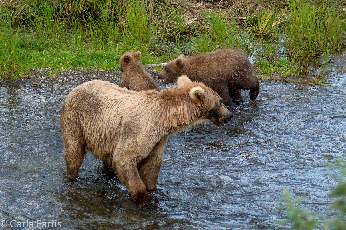 Grazer (128) & cubs