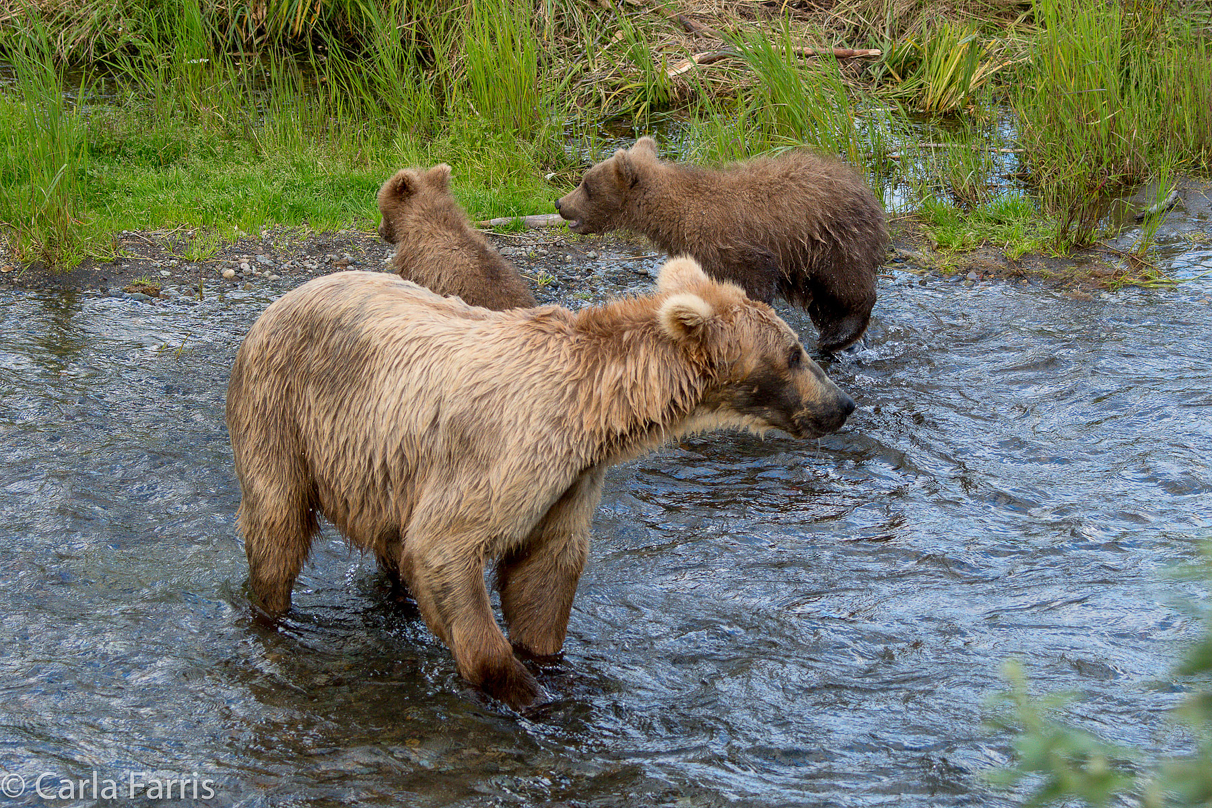 Grazer (128) & cubs