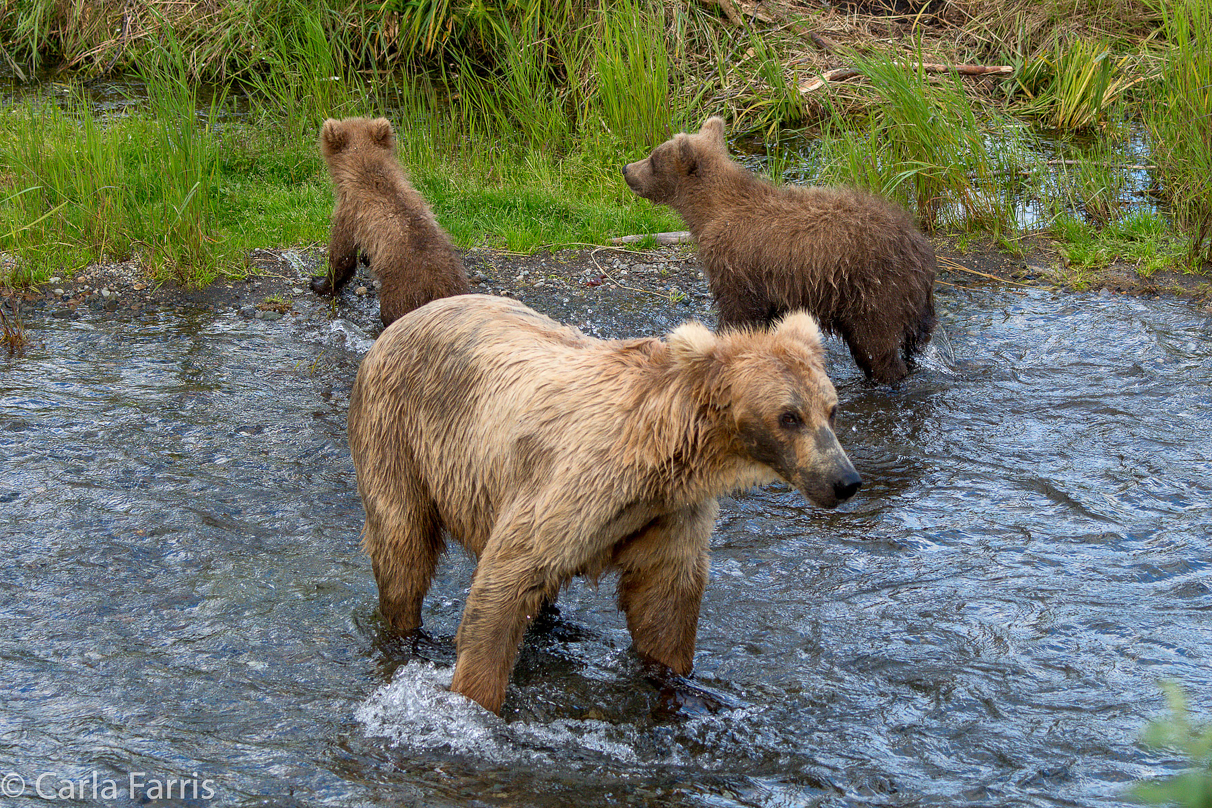 Grazer (128) & cubs