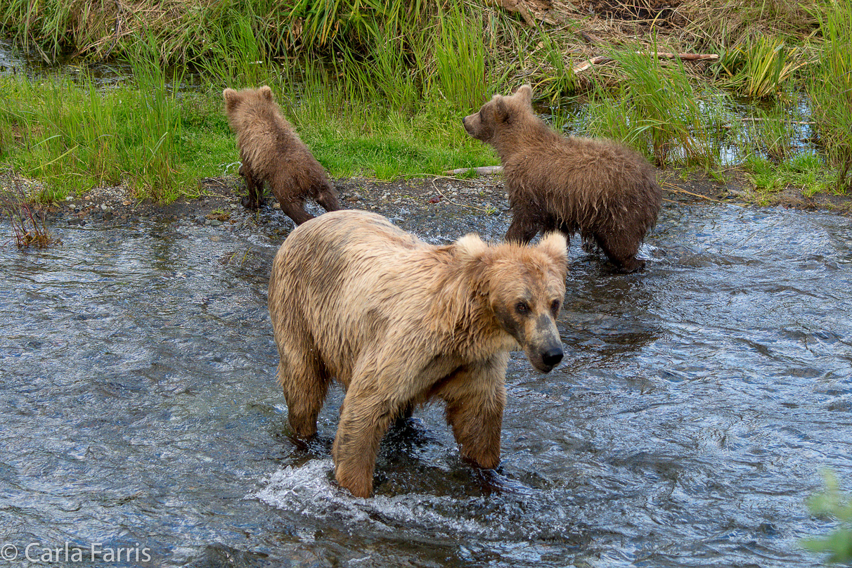 Grazer (128) & cubs