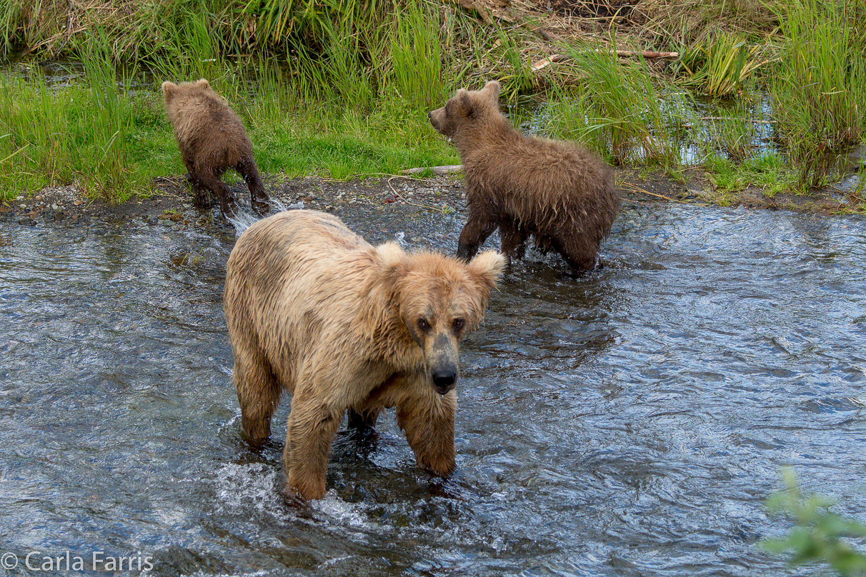 Grazer (128) & cubs