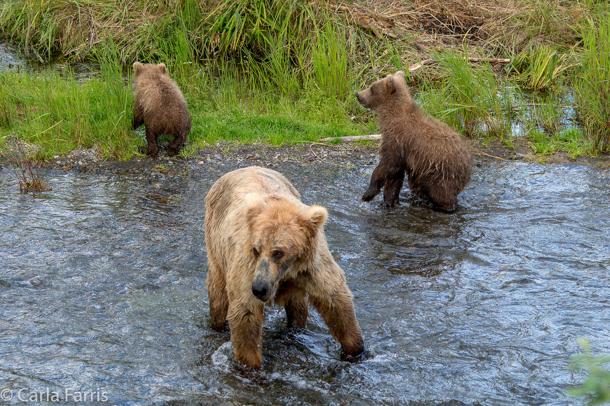 Grazer (128) & cubs