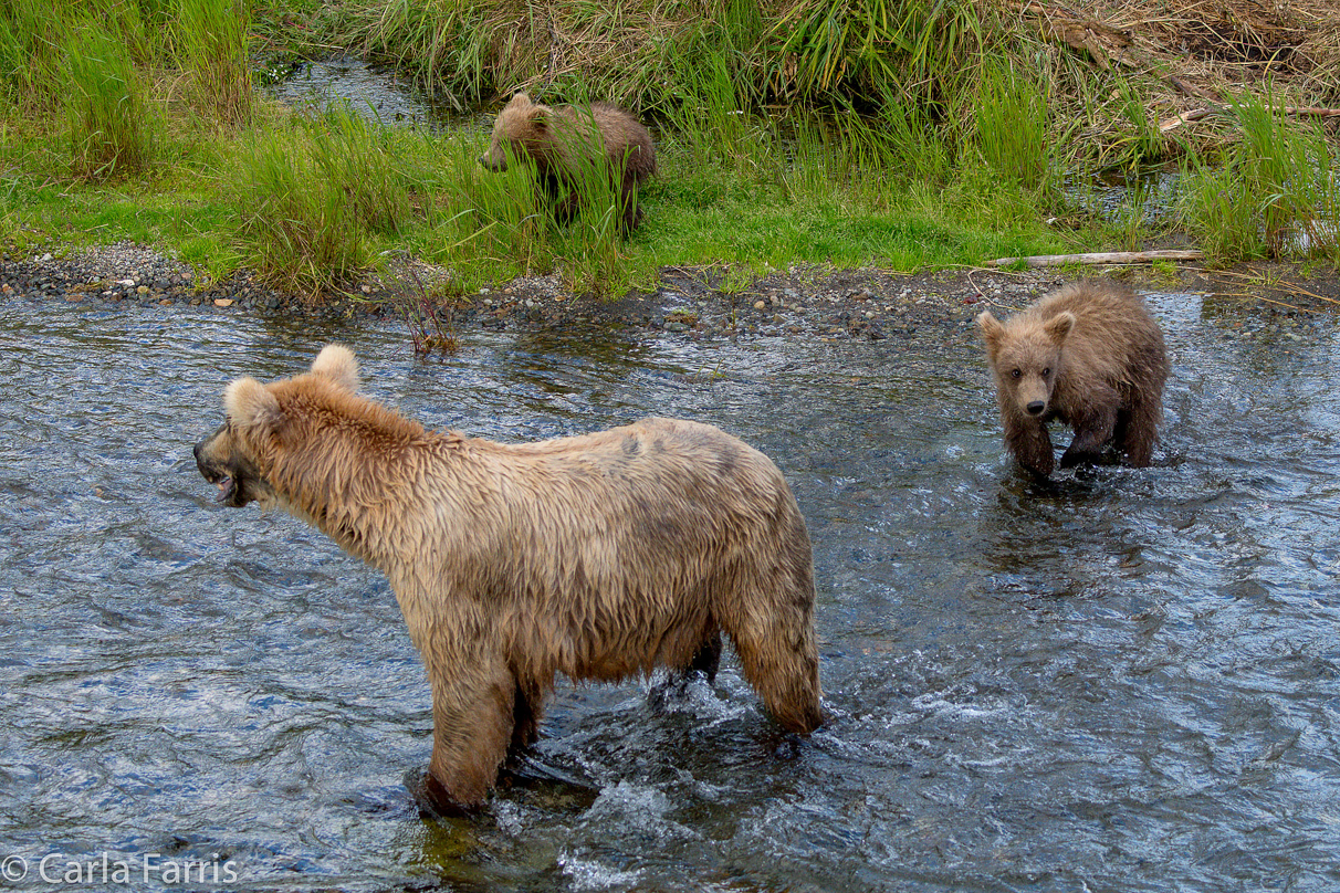 Grazer (128) & cubs