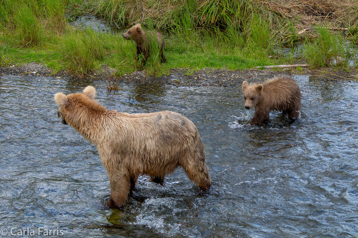 Grazer (128) & cubs