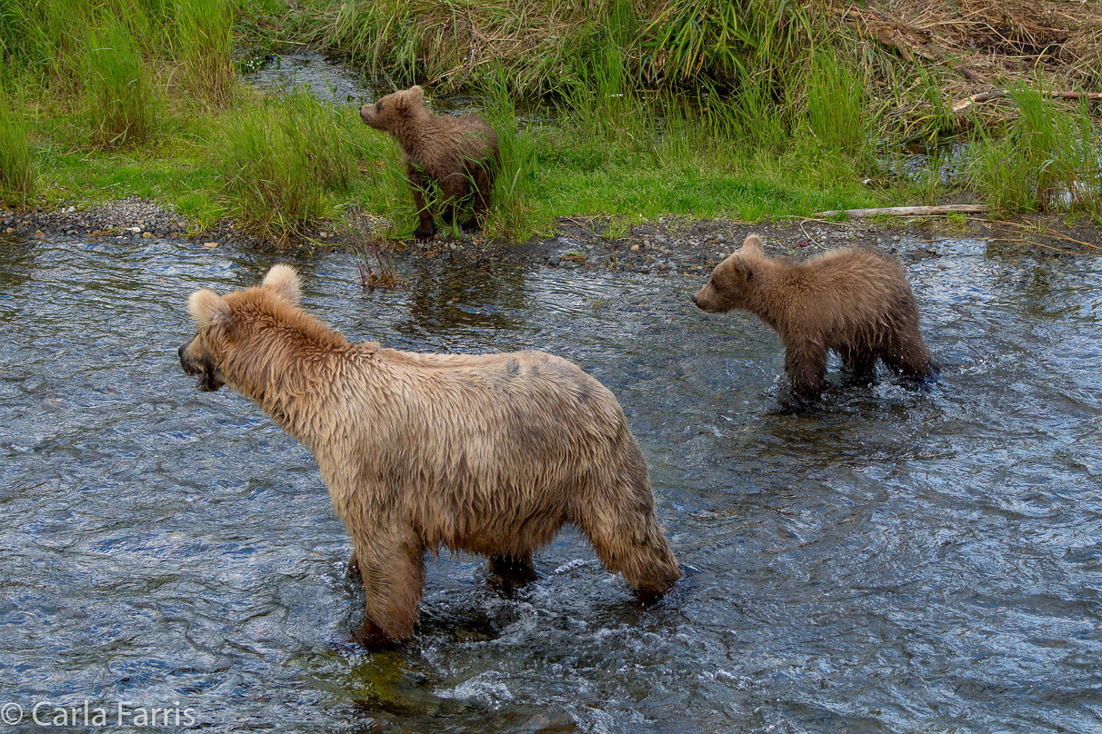 Grazer (128) & cubs