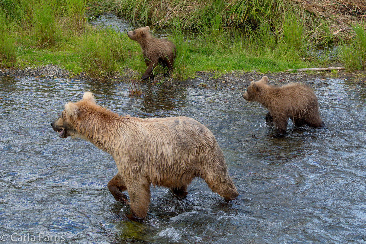 Grazer (128) & cubs