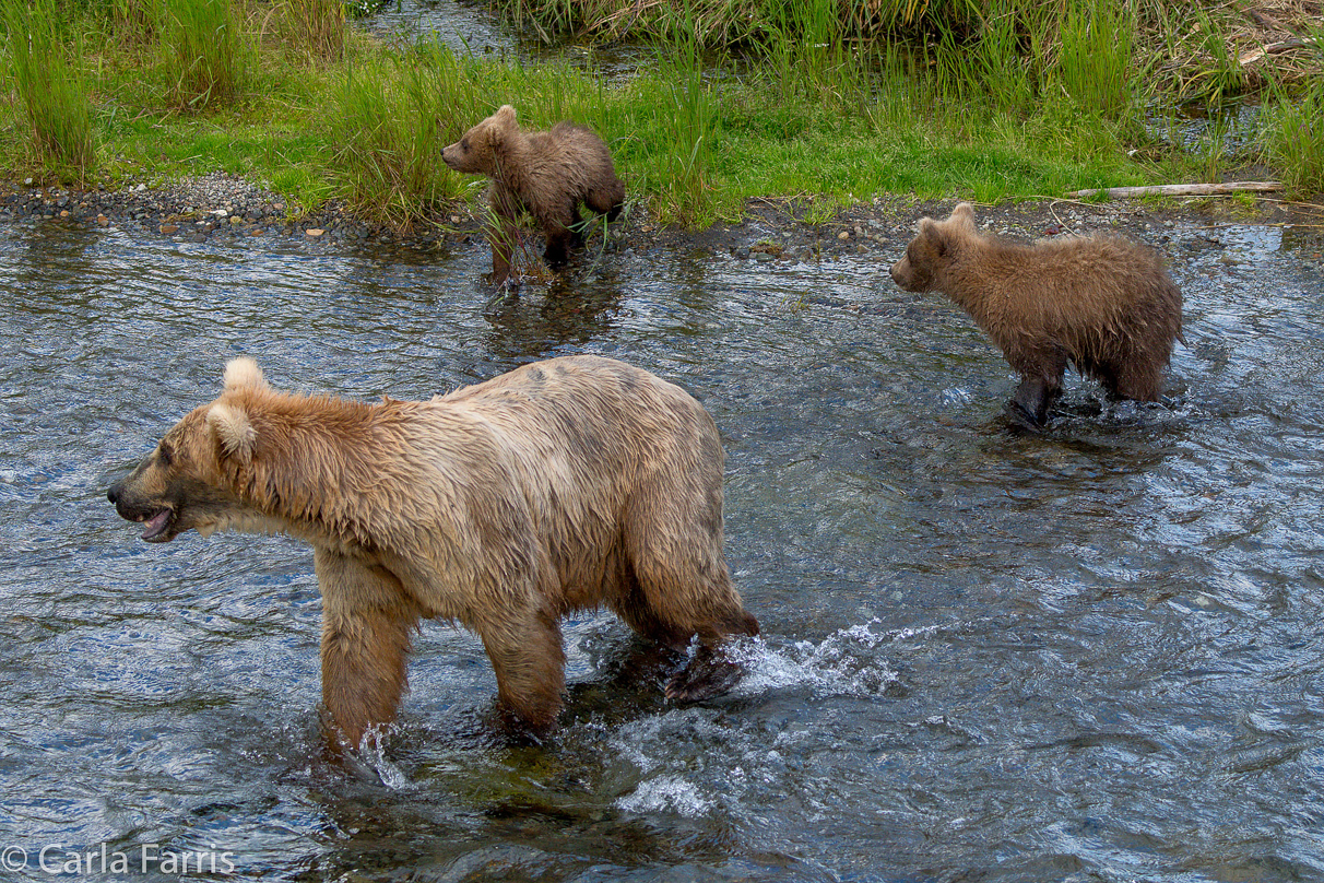 Grazer (128) & cubs