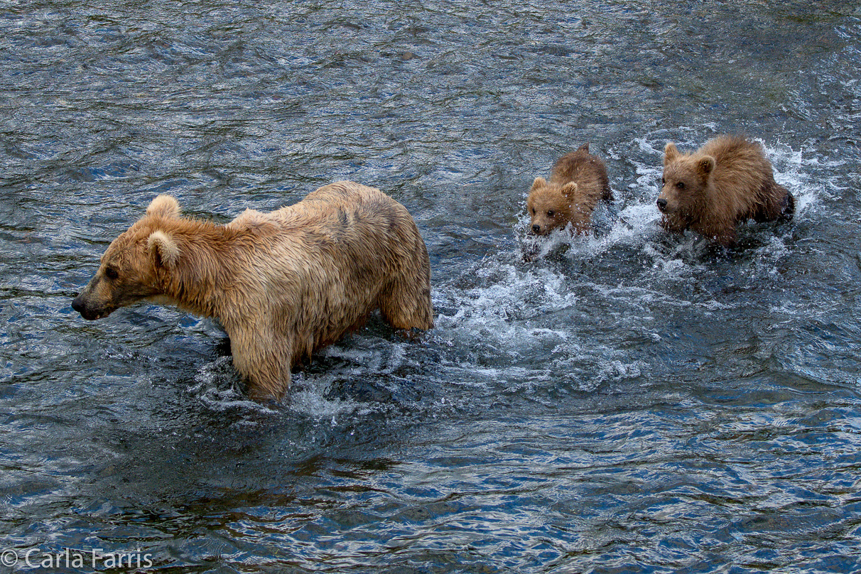 Grazer (128) & cubs