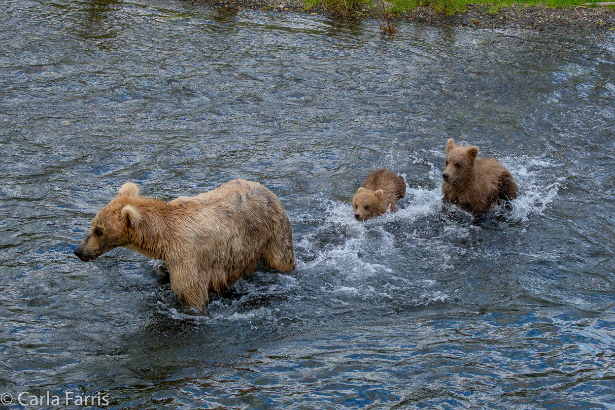 Grazer (128) & cubs