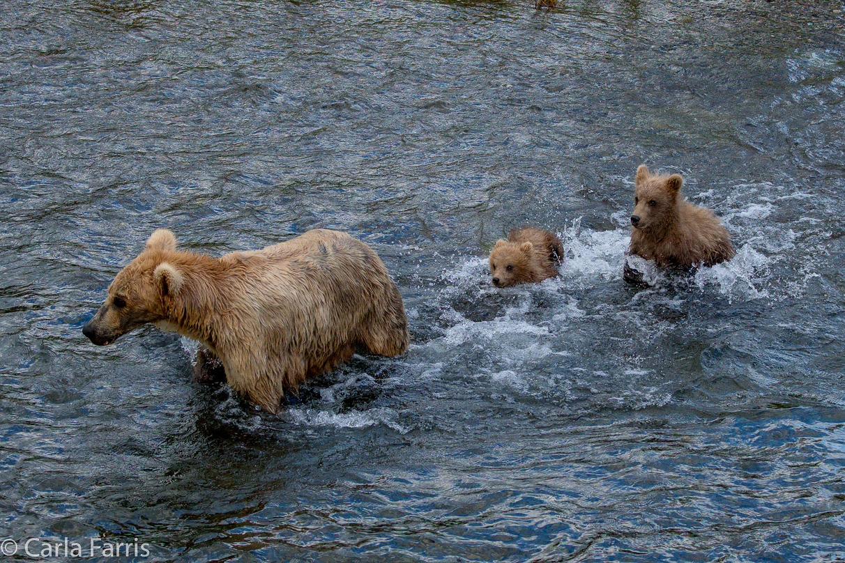 Grazer (128) & cubs