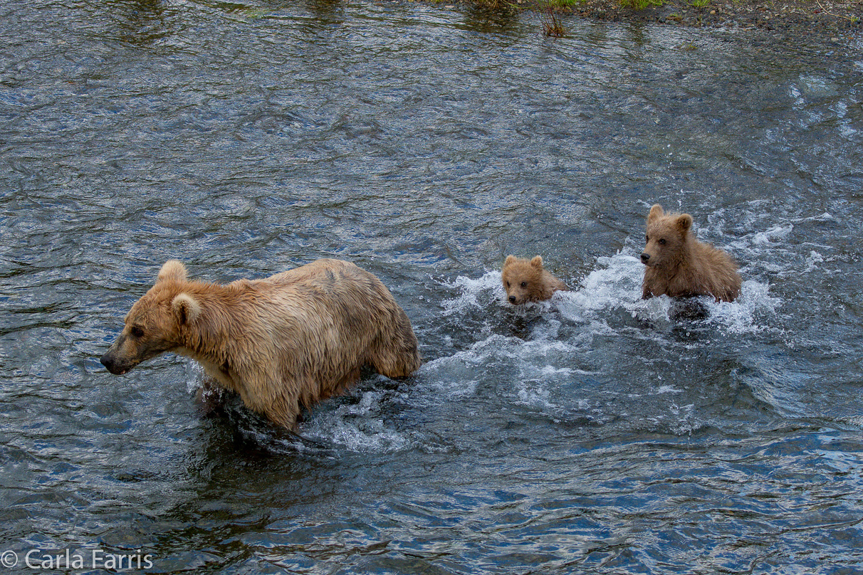 Grazer (128) & cubs